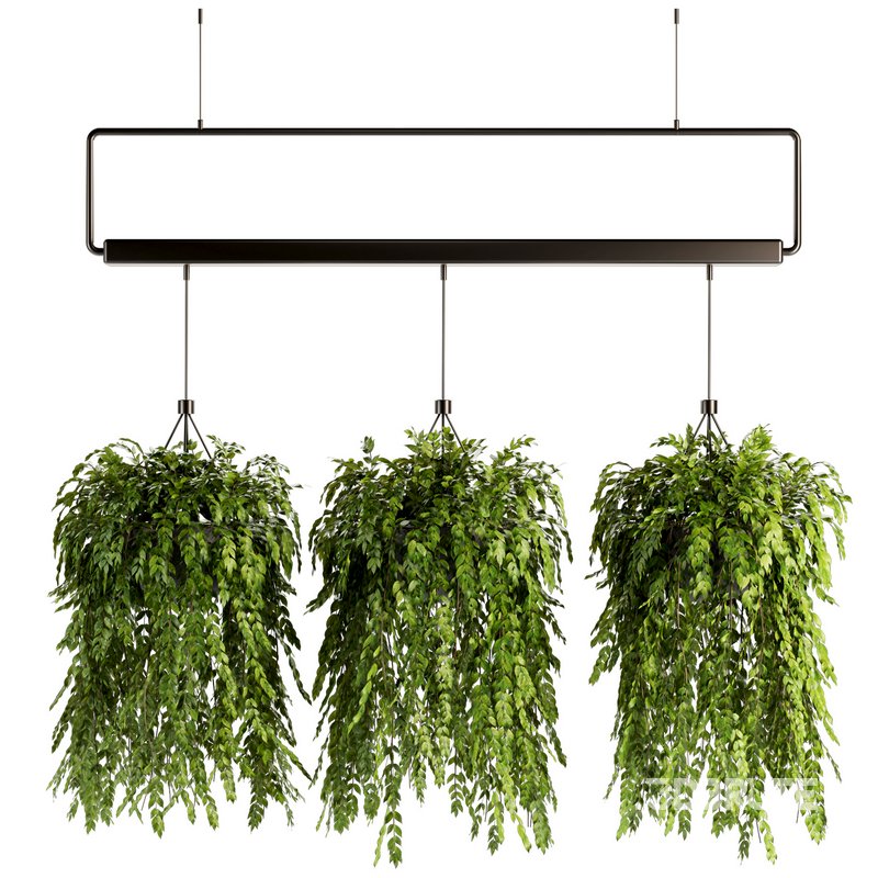 Indoorplants- Hanging Plants – Set-56 Image 1