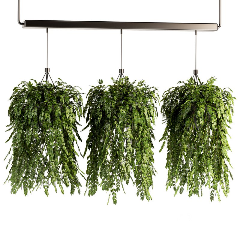 Indoorplants- Hanging Plants – Set-56 Image 2
