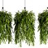Indoorplants- Hanging Plants – Set-56 - Thumbnail 3