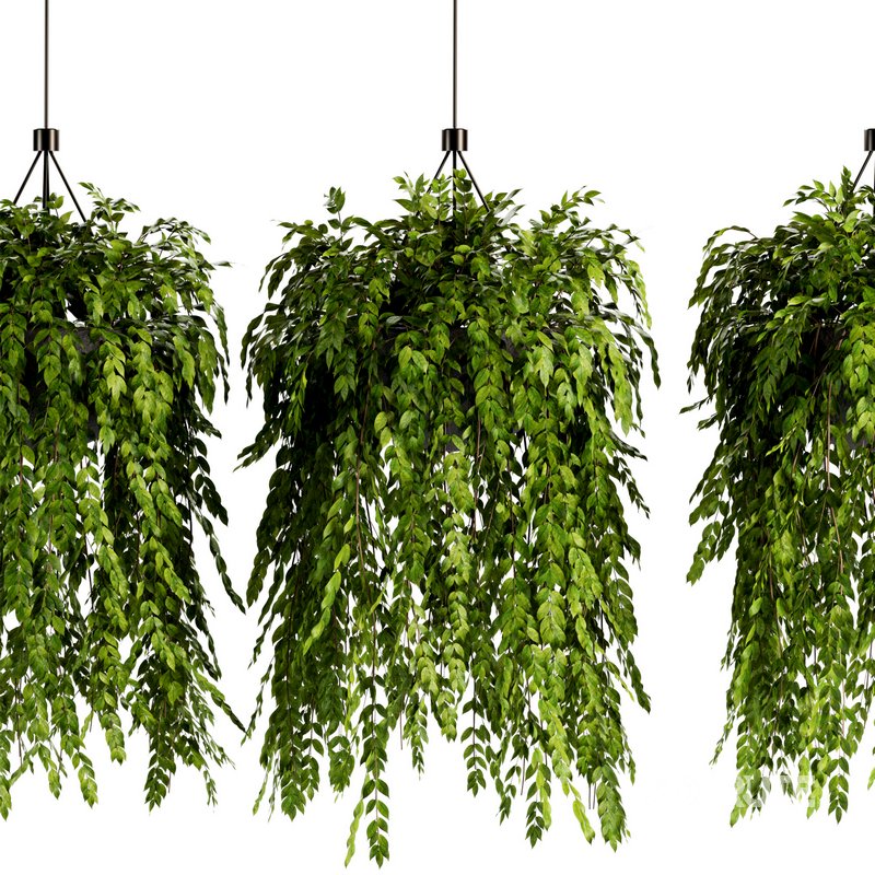 Indoorplants- Hanging Plants – Set-56 Image 3