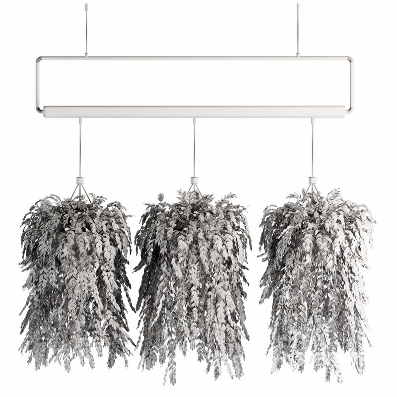 Indoorplants- Hanging Plants – Set-56 Image 4