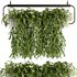 Indoorplants- Hanging Plants – Set-57 - Thumbnail 3
