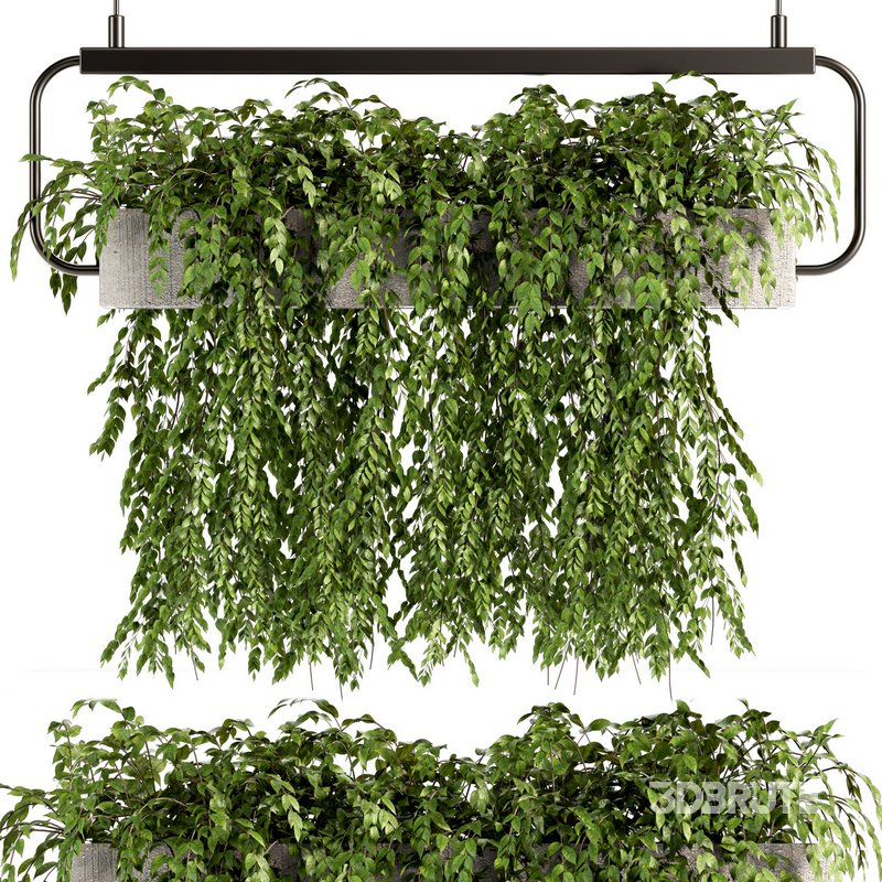 Indoorplants- Hanging Plants – Set-57 Image 3