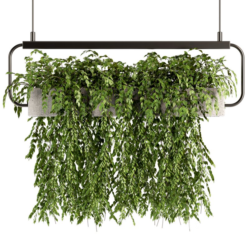 Indoorplants- Hanging Plants – Set-57 Image 1