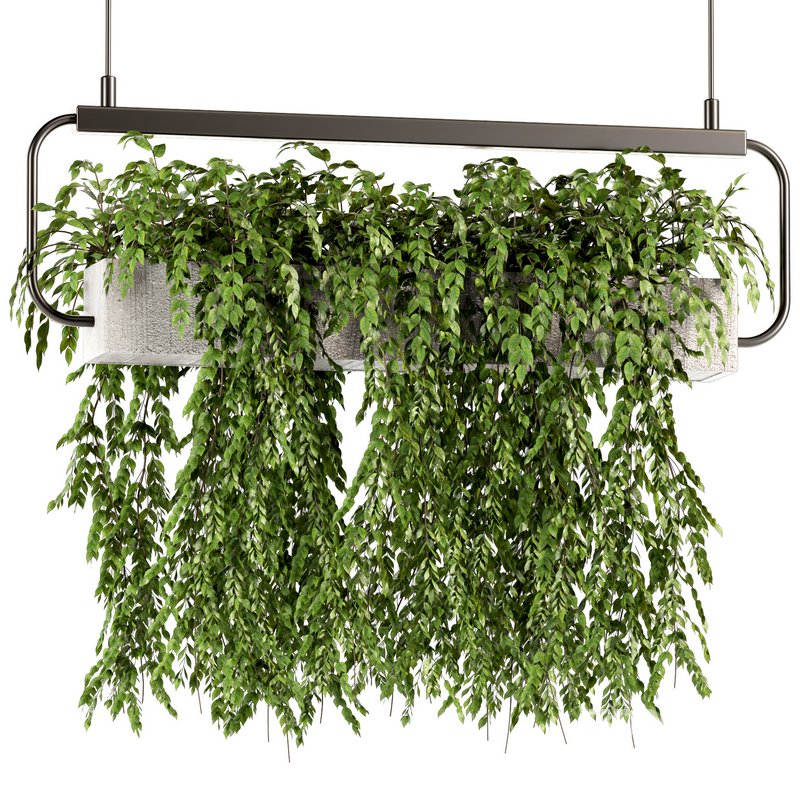 Indoorplants- Hanging Plants – Set-57 Image 2