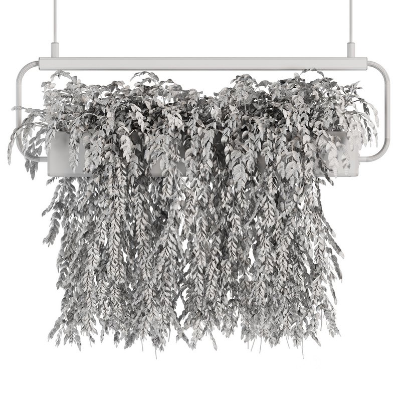 Indoorplants- Hanging Plants – Set-57 Image 4