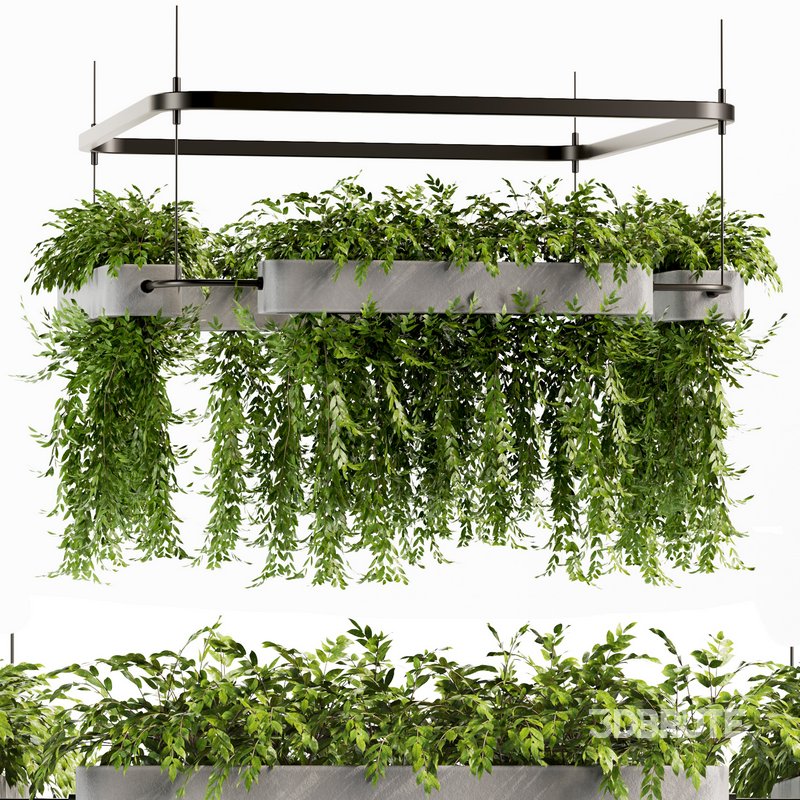 Indoorplants- Hanging Plants – Set-58 Image 2