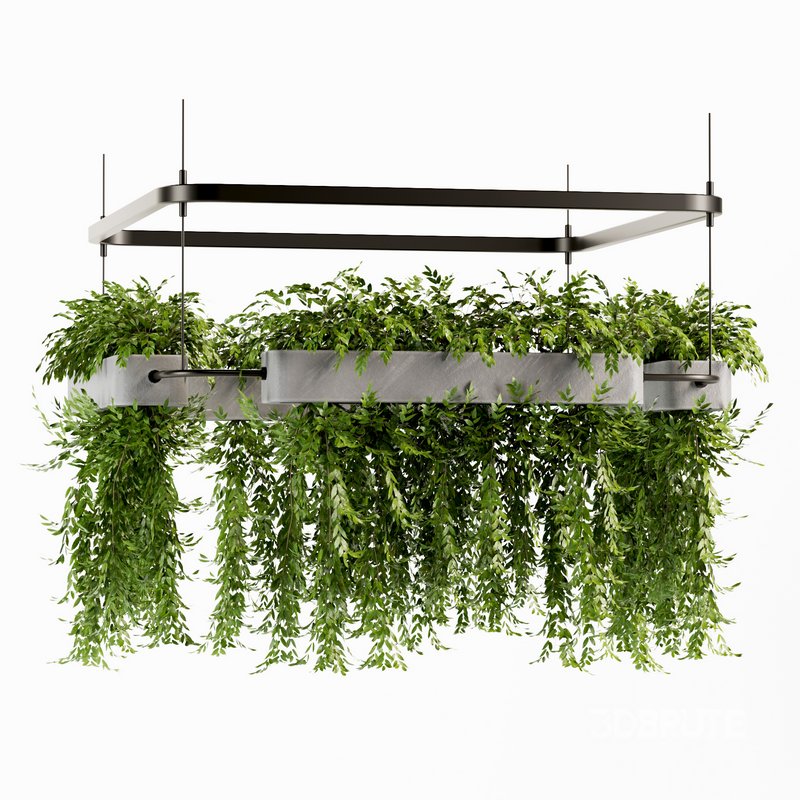 Indoorplants- Hanging Plants – Set-58 Image 3