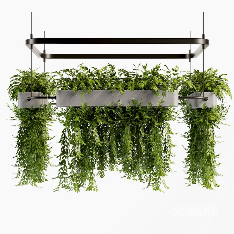 Indoorplants- Hanging Plants – Set-58 Image 1