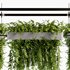 Indoorplants- Hanging Plants – Set-58 - Thumbnail 5