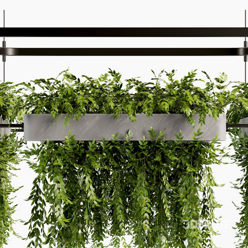 Indoorplants- Hanging Plants – Set-58 Image 5