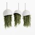 Indoorplants- Hanging Plants – Set-59 - Thumbnail 2