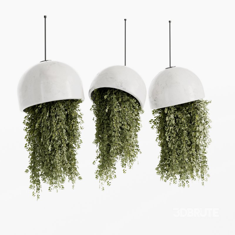 Indoorplants- Hanging Plants – Set-59 Image 2