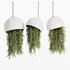 Indoorplants- Hanging Plants – Set-59 - Thumbnail 3