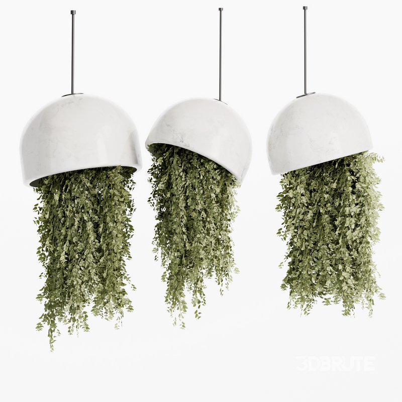 Indoorplants- Hanging Plants – Set-59 Image 3