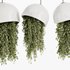 Indoorplants- Hanging Plants – Set-59 - Thumbnail 5