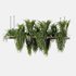 Indoorplants- Hanging Plants – Set-60 - Thumbnail 1