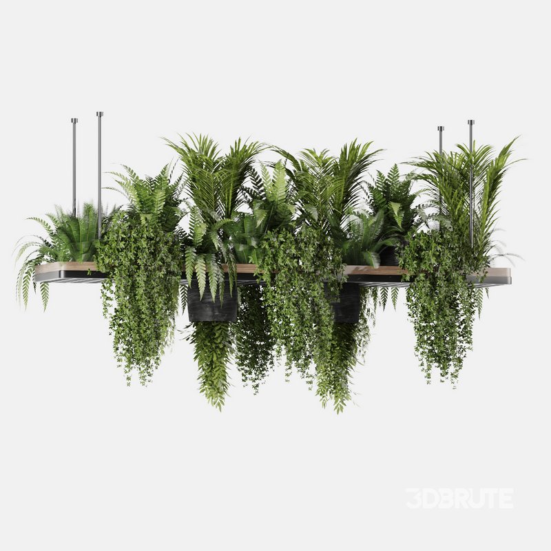 Indoorplants- Hanging Plants – Set-60 Image 1
