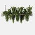 Indoorplants- Hanging Plants – Set-60 - Thumbnail 7