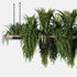 Indoorplants- Hanging Plants – Set-60 - Thumbnail 3