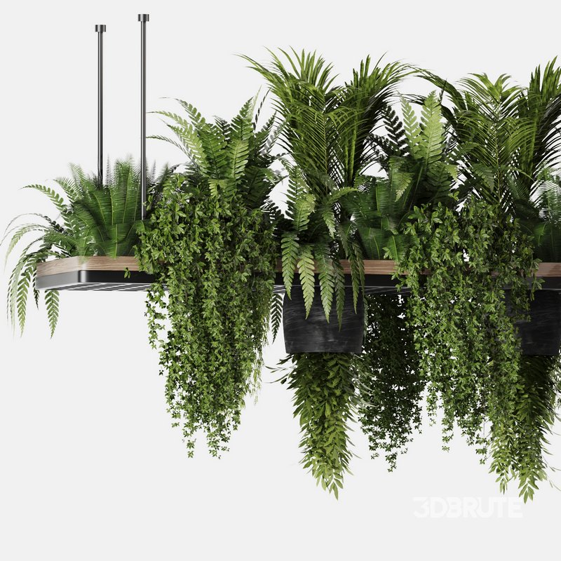 Indoorplants- Hanging Plants – Set-60 Image 3