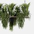Indoorplants- Hanging Plants – Set-60 - Thumbnail 5