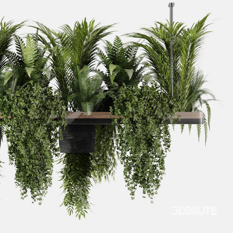 Indoorplants- Hanging Plants – Set-60 Image 5