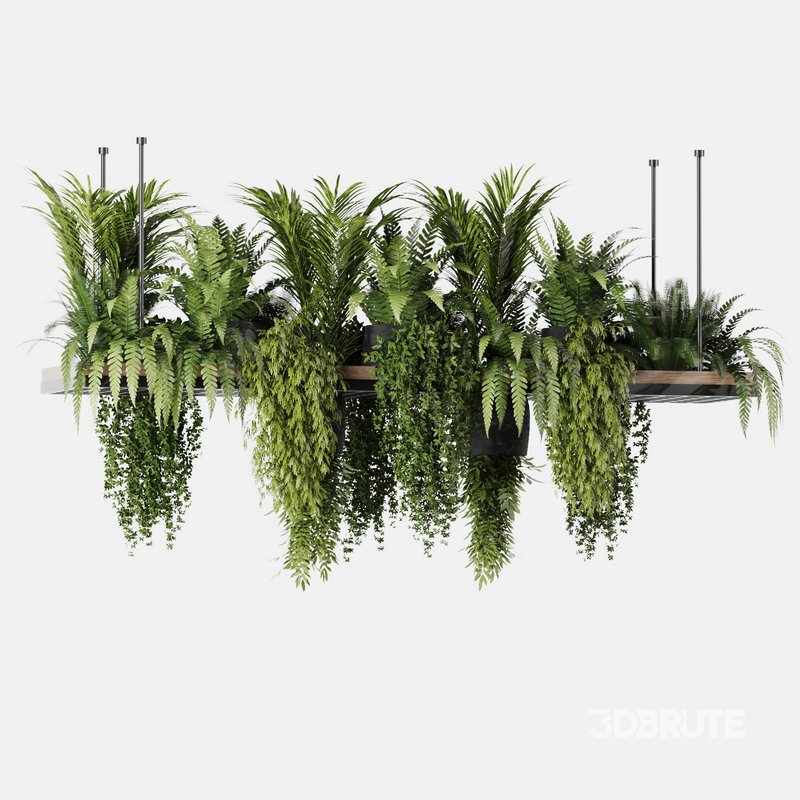 Indoorplants- Hanging Plants – Set-60 Image 4
