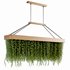 Indoorplants- Hanging Plants – Set-61 - Thumbnail 2