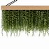 Indoorplants- Hanging Plants – Set-61 - Thumbnail 4