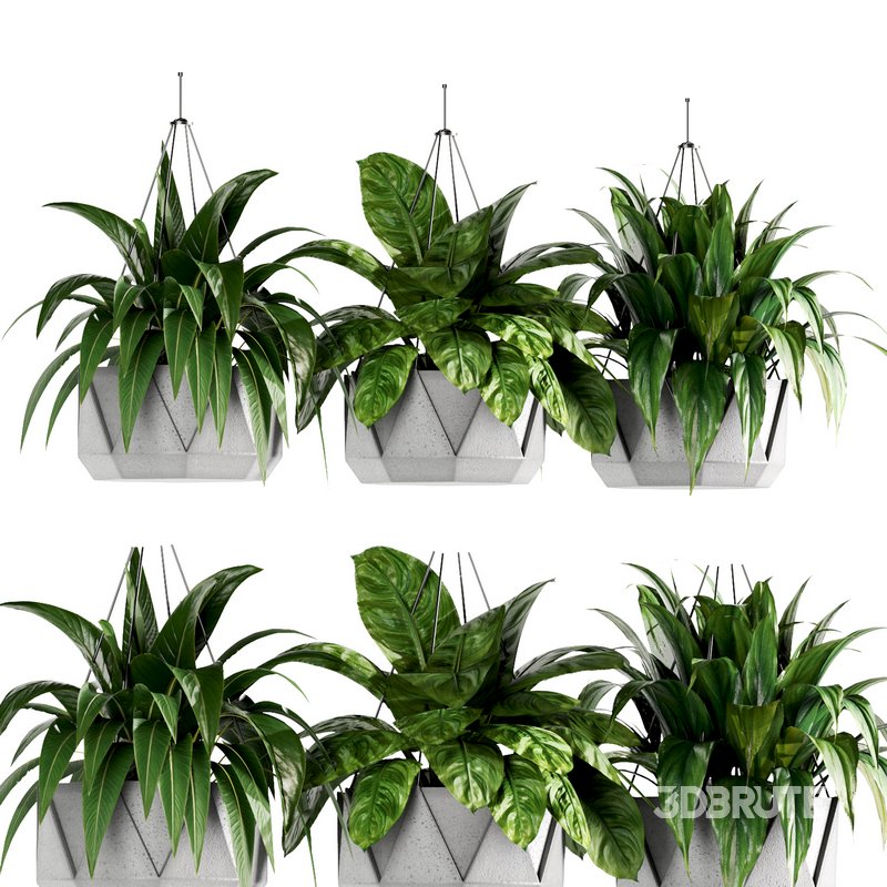 Indoorplants- Hanging Plants – Set-62 Image 1
