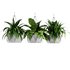 Indoorplants- Hanging Plants – Set-62 - Thumbnail 2