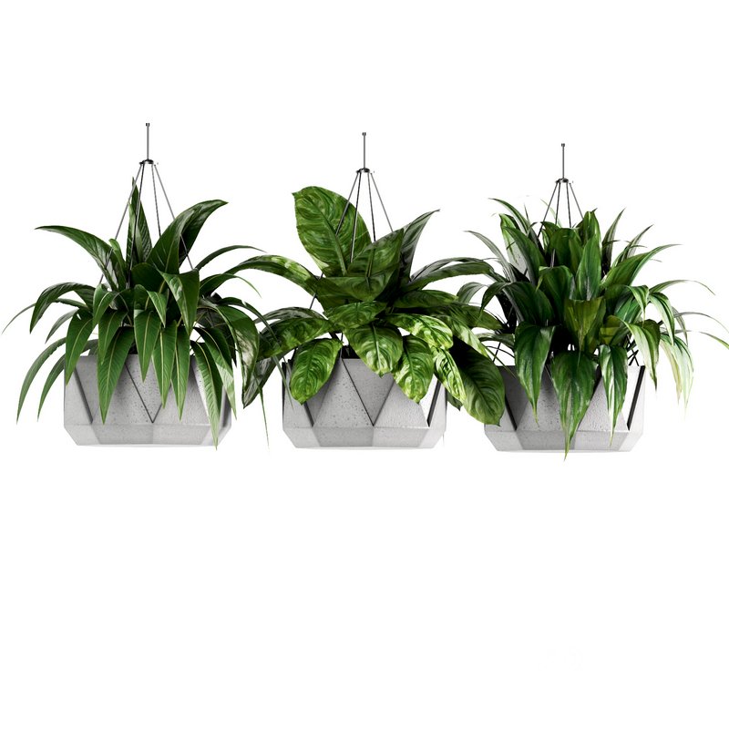 Indoorplants- Hanging Plants – Set-62 Image 2