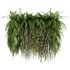 Indoorplants-Hanging plants set-63 - Thumbnail 1