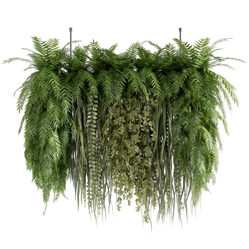Indoorplants-Hanging plants set-63 Image 1