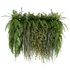 Indoorplants-Hanging plants set-63 - Thumbnail 3