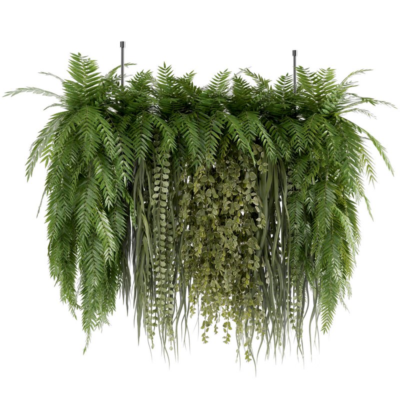 Indoorplants-Hanging plants set-63 Image 3