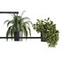Indoorplants-Hanging plants set-65 - Thumbnail 3