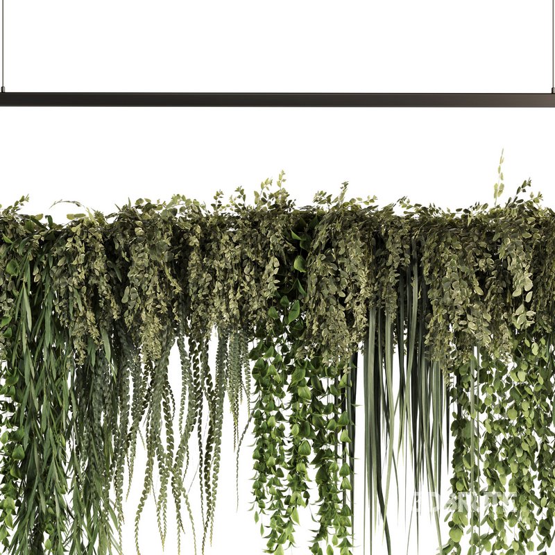 Indoorplants- Hanging Plants – Set50 Image 1