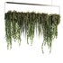 Indoorplants- Hanging Plants – Set50 - Thumbnail 6
