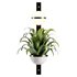 Indoorplants-Hanging set-68 - Thumbnail 4