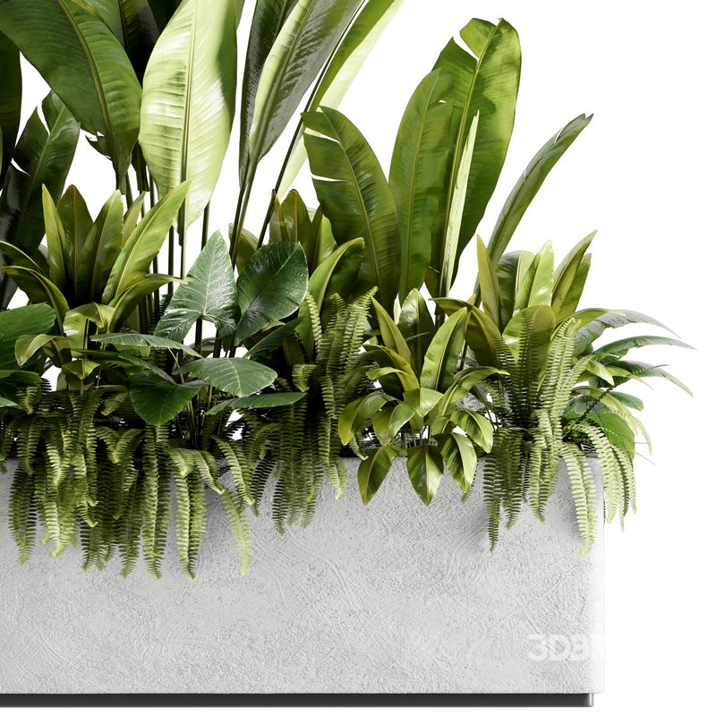 IndoorPlants set142 Image 4