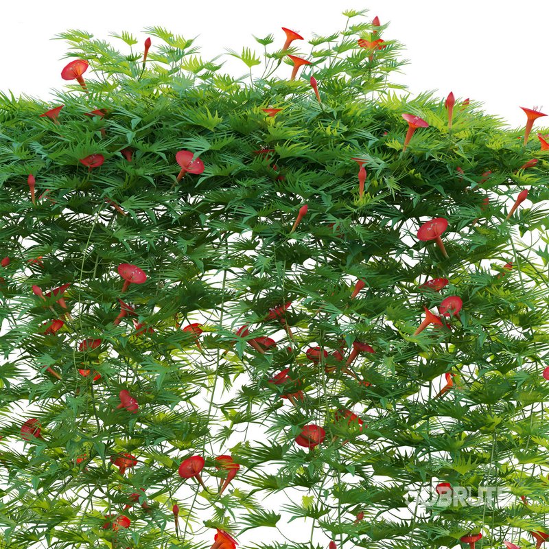 Ipomoea sloteri – Cardinal Climber 01 Image 4