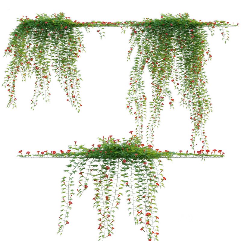 Ipomoea sloteri – Cardinal Climber 01 Image 2