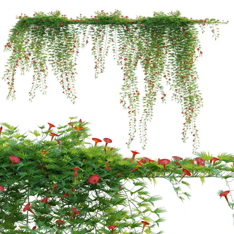 Ipomoea sloteri – Cardinal Climber 01 Image 1