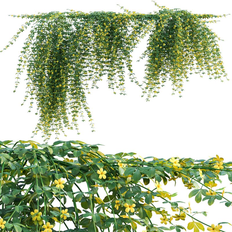 Jasminum mesnyi – Primrose Jasmine 02 Image 1