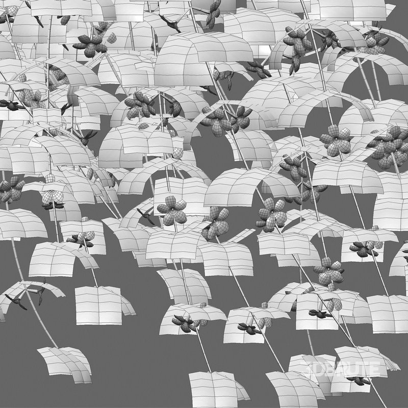 Jasminum mesnyi – Primrose Jasmine 02 Image 4