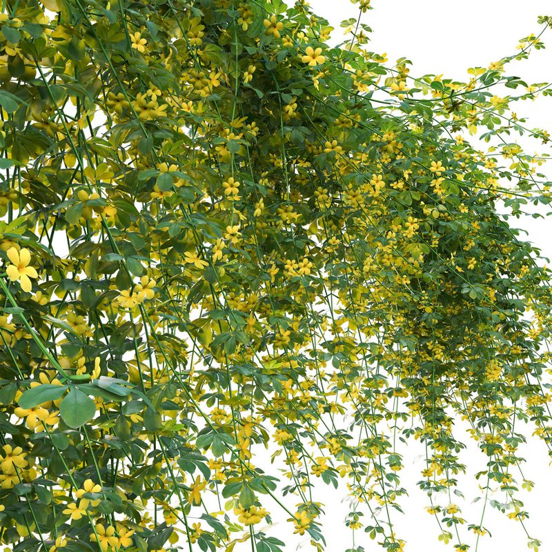 Jasminum mesnyi – Primrose Jasmine 02 Image 3