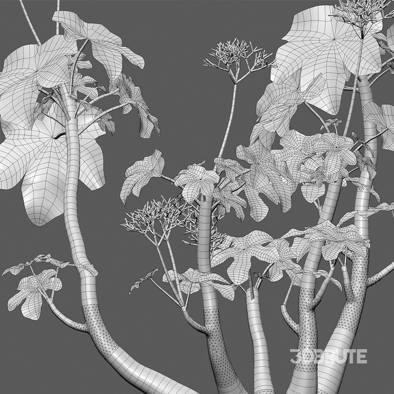 Jatropha podagrica – Bottle Euphorbia – Buddha Belly 02 Image 4