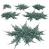 Juniperus horizontalis – Creeping Juniper - Thumbnail 1